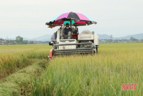 Huyện lúa ở Hà Tĩnh bội thu vụ xuân