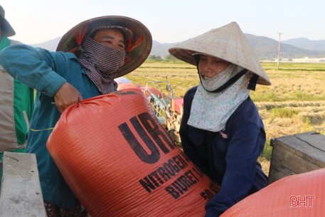 Thu mua lúa tươi tại ruộng, doanh nghiệp - nông dân Hà Tĩnh cùng vui