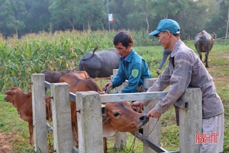 Thành lập tổ tiêm phòng gia súc theo cụm xã, Vũ Quang đạt 72% kế hoạch