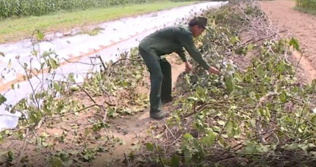 Mở rộng diện tích trồng cây đặc sản Khoai mài Hương Sơn