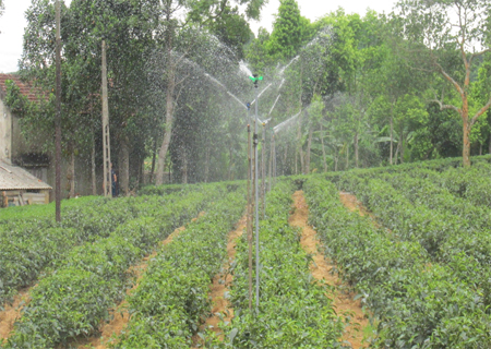 Chống hạn trên cây chè ở Kỳ Trung