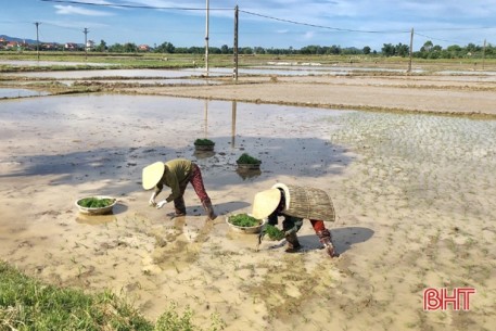 Quyết “ăn chắc" vụ hè thu, nông dân Can Lộc thay đổi tư duy sản xuất