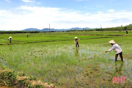 Đẩy nhanh tốc độ, 95% diện tích lúa hè thu ở Kỳ Anh đã được gieo cấy