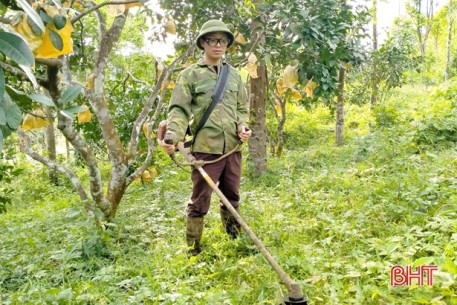 Bưởi Phúc Trạch sống tốt ở nơi nóng nhất Việt Nam nhờ... cỏ dại