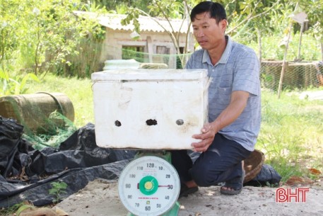 Bán giun quế qua facebook, nông dân Hà Tĩnh “mỏi tay” đóng hàng trả khách