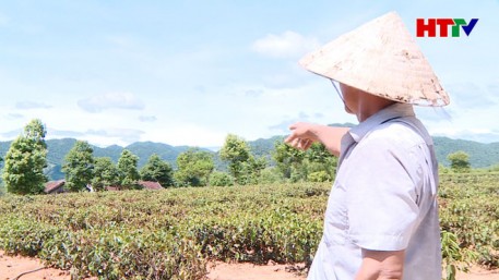 Nông dân vùng Thượng Kỳ Anh nỗ lực chống hạn cho cây chè