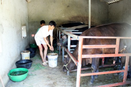 Lộc Hà quyết "nâng chất” đàn bò, nâng cao giá trị sản xuất