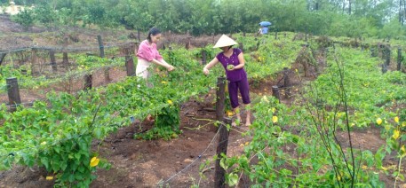 Trồng cây thiên lý trên vùng đồi  mang lại thu nhập cao