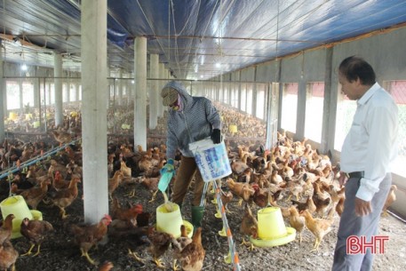 Mục sở thị trại gà lớn nhất Lộc Hà, lợi nhuận hơn 1,5 tỷ đồng/năm
