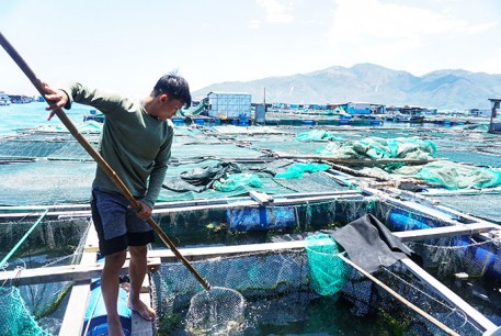Thực hiện Đăng ký nuôi trồng thuỷ sản lồng bè, đối tượng thuỷ sản nuôi chủ lực theo quy định của Luật Thủy sản 2017