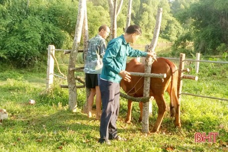 Hơn 11 nghìn trâu, bò ở Vũ Quang được tiêm phòng bệnh lở mồm long móng