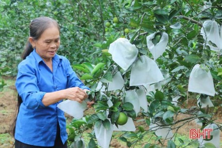 Nông dân Vũ Quang thu hoạch sớm, chống đỡ cây cam “chạy” bão số 9