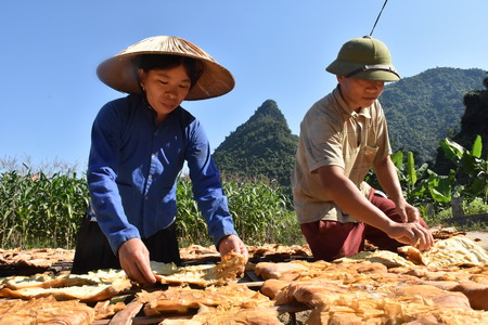 Trồng măng mai- Hướng làm giàu của người dân xã Lâm Thượng