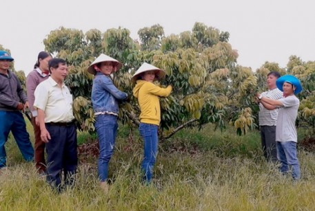 Đắk Lắk: Thành công từ mô hình trồng trọt kết hợp