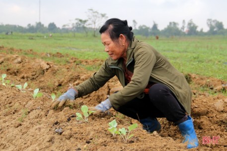 Vựa rau màu TX Kỳ Anh tất bật xuống giống vụ đông