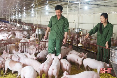 Hà Tĩnh sẽ đảm bảo nguồn cung thịt lợn dịp Tết Tân Sửu 2021