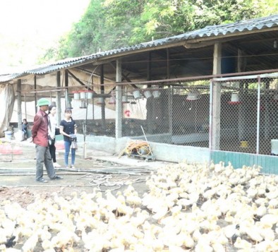 Huyện Hạ Hòa (Phú Thọ): Người nông dân làm giàu từ nuôi gia cầm
