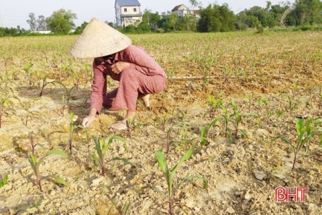 Nông dân Vũ Quang đón nắng ấm, tập trung phủ xanh 450 ha ngô vụ đông