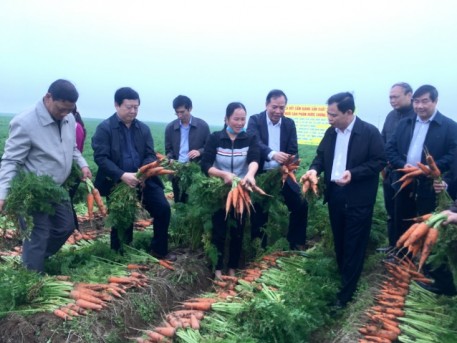 Hải Dương: Giải pháp phát triển sản xuất nông nghiệp hàng hóa tập trung, ứng dụng công nghệ nâng cao giá trị