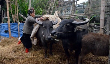 Các biện pháp chống đói - rét cho trâu, bò