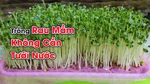 Giá thể trồng rau mầm