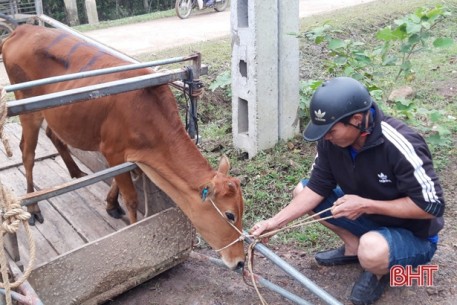 Hỗ trợ 28 con bò giống trị giá 420 triệu đồng cho người dân miền núi Hương Khê