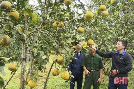 5 năm kết duyên, bưởi Diễn “mặn nồng” trên đất Đức Thọ