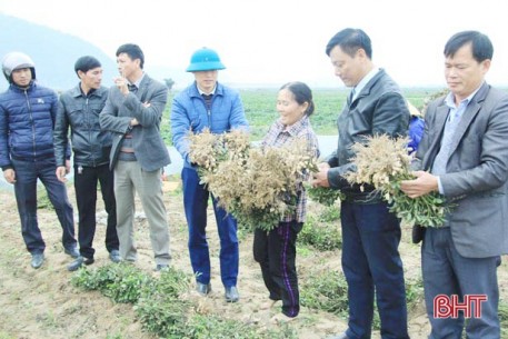 Nghi Xuân nhân rộng mô hình lạc giống “bảo quản ngoài đồng ruộng”