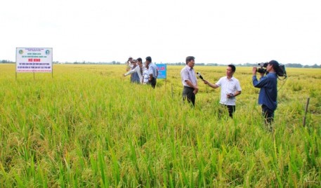 Cấy lúa bằng máy - Giải pháp sản xuất lúa thích ứng với điều kiện biến đổi khí hậu