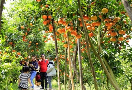 Du khách đến tham quan vườn quýt hồng tại huyện Lai Vung, Đồng Tháp vào mỗi dịp xuân về (Ảnh: Internet)
