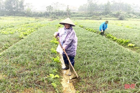 Hà Tĩnh phủ kín diện tích hơn 10 ngàn ha cây trồng vụ đông