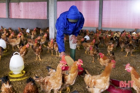 Nông dân Đức Thọ nuôi “gà đi bộ” thu hàng trăm triệu đồng