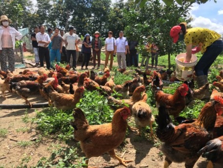 Đắk Lắk: Chăn nuôi gà an toàn sinh học – thêm lựa chọn để phát triển kinh tế ở các vùng khó khăn