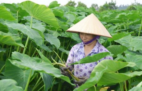 Thu nhập cao nhờ chuyển đổi mô hình trồng lúa sang trồng khoai lấy ngó