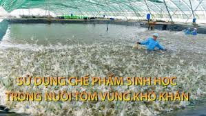 Sử dụng chế phẩm sinh học trong nuôi tôm vùng khó khăn