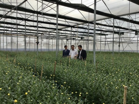 Mô hình trồng hoa ở Hồng Lộc trong nhà màng cho hiệu quả cao