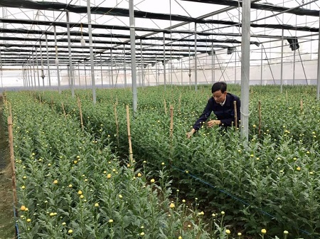 Hiệu quả từ mô hình trồng hoa trong nhà màng ở Lộc Hà