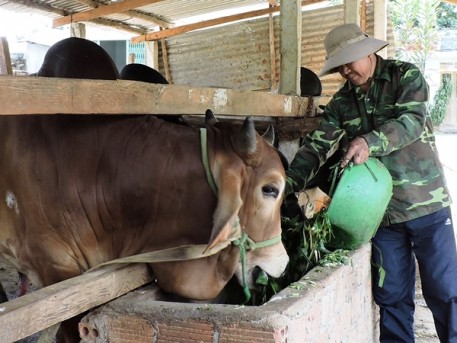 Kon Tum: Ứng dụng công nghệ cao trong chăn nuôi - Hướng đi nhiều triển vọng