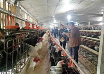 Nuôi gà Ai Cập đẻ trứng: Mô hình giúp nông dân làm giàu
