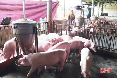 Hà Tĩnh hỗ trợ người chăn nuôi lợn hơn 7,5 tỷ đồng