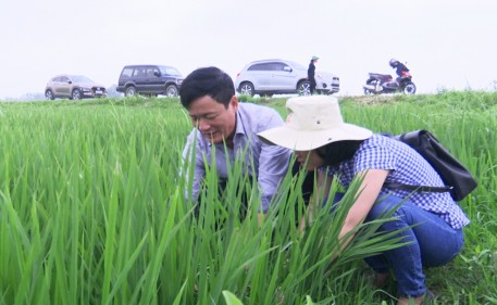 Đức Thọ tập trung xây dựng thương hiệu gạo hữu cơ đặc sản trên ruộng rươi, cáy