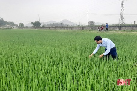 Chủ tịch UBND tỉnh Hà Tĩnh chỉ đạo phòng trừ bệnh đạo ôn cổ bông hại lúa