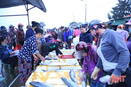 Hải sản được giá, ngư dân Hà Tĩnh phấn khởi vào vụ cá nam