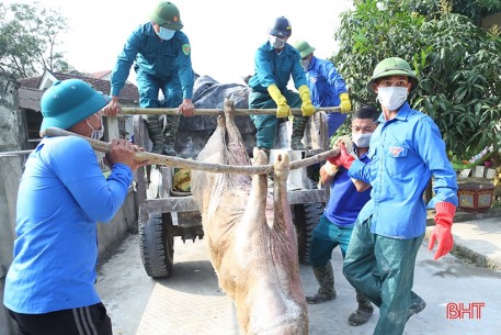 Cả hệ thống chính trị Hà Tĩnh vào cuộc phòng, chống dịch bệnh trên cây trồng, vật nuôi