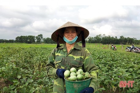 Năng suất cà dừa, hành tăm cao, nông dân Can Lộc phấn khởi thu hoạch