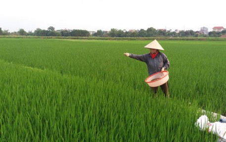 Chăm sóc lúa xuân giai đoạn trổ bông
