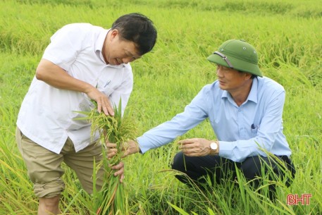 Khẩn trương bó dựng lúa bị đổ, giảm thiểu thiệt hại sau mưa lớn