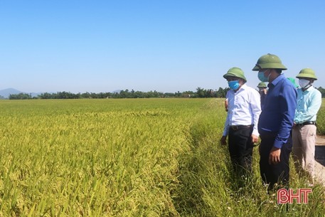 Những cánh đồng mẫu ở Cẩm Xuyên cho năng suất 70 tạ/ha