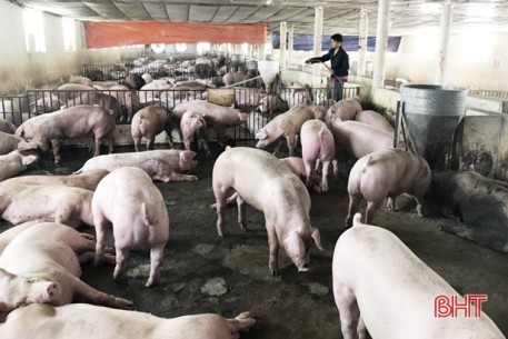 Chăn nuôi theo hướng an toàn sinh học, nhiều trang trại lợn ở Hà Tĩnh thu lãi đều