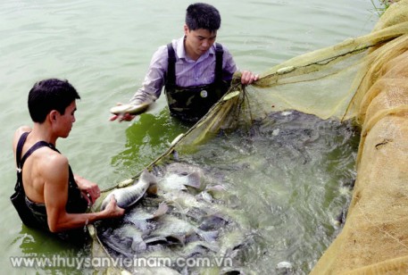 Bền vững như nuôi cá rô phi VietGAP